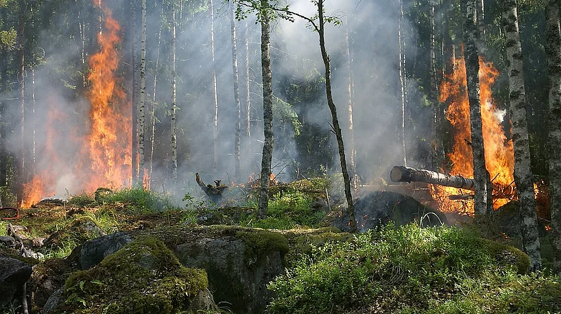 Waldbrand