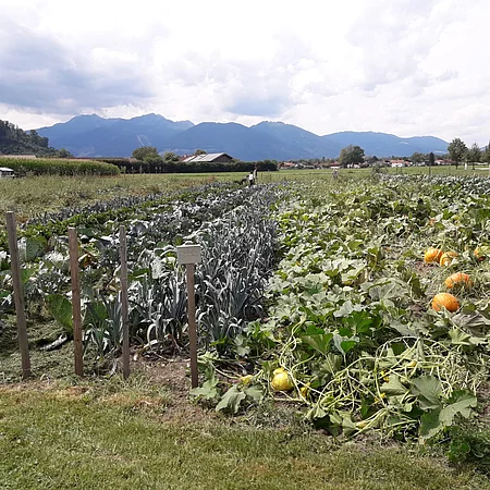 Felder Martin Schmid