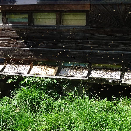 Bienenstöcke Rupert Poll